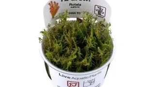 Planta acvariu Rotala Wallichii in vitro Tropica