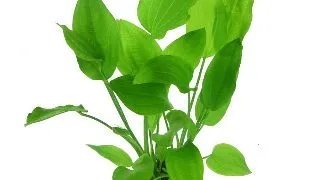 Planta acvariu Echinodorus Argentinensis Dennerle