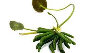 Planta acvariu Nymphoides Aquatica Stoffels Bulb