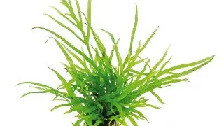 Planta acvariu Stoffels Microsorum pteropus Trident
