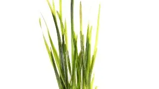 Planta acvariu Vallisneria Spiralis Dennerle