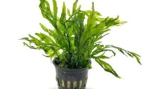 Planta acvariu Bolbitis Heudelotii Stoffels