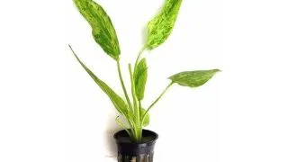 Planta acvariu Echinodorus cordifolius Marble Queen Stoffles