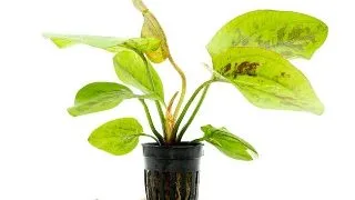 Planta acvariu Stoffels Echinodorus Chocolate Marble