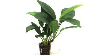 Planta acvariu Anubias Heterophylla Congensis Stoffels