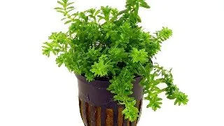 Planta acvariu Rotala sp. Nanjenshan (Boschii) Stoffels