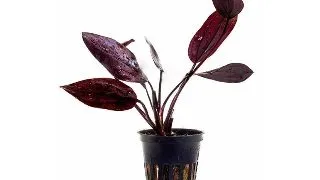 Planta acvariu Echinodorus Aflame Stoffels