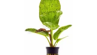 Planta acvariu Echinodorus Paul Kloecker Stoffels