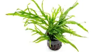 Planta acvariu Microsorum Pteropus Trident Stoffels