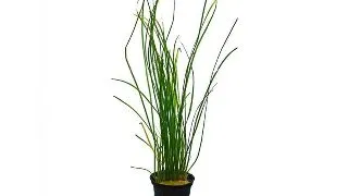 Planta acvariu Vallisneria nana Stoffels