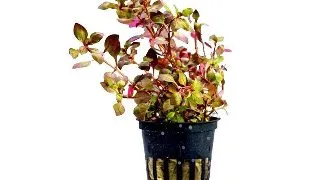 Planta acvariu Ludwigia Palustris Super Red Stoffels