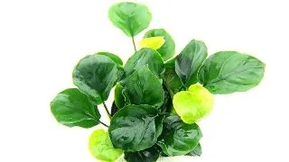 Planta acvariu Anubias barteri Coin Leaf Dennerle
