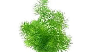 Planta acvariu Ceratophyllum Demersum Stoffels