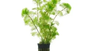 Planta acvariu Cabomba aquatica Stoffels