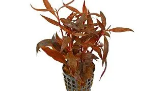 Planta acvariu Stoffels Alternanthera Reineckii Rosa