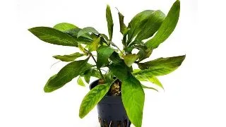 Planta acvariu Hygrophila corymbosa Siamensis Stoffels