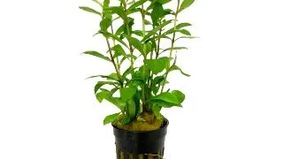 Planta acvariu Hygrophila Polysperma Stoffels