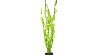 Planta acvariu Vallisneria asiatica Stoffels
