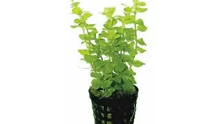 Planta acvariu Lysimachia nummularia Stoffels