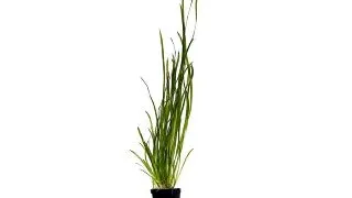 Planta acvariu Vallisneria Spiralis Stoffels