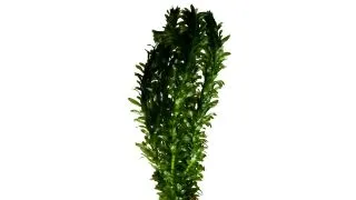 Planta acvariu Egeria Densa Stoffels