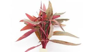 Planta acvariu Alternanthera sessilis Stoffels