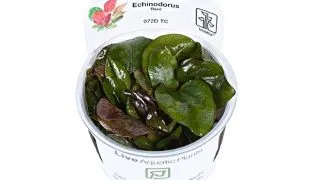 Planta acvariu Echinodorus Reni in vitro Tropica
