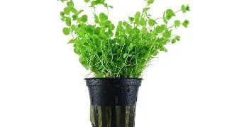 Planta acvariu Micranthemum umbrosum Stoffels