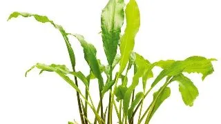 Planta acvariu Lagenandra Thwaitesii Stoffels