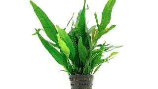 Planta acvariu Microsorum Pteropus Stoffels