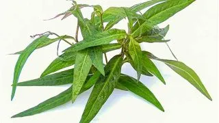Planta acvariu Persicaria sp. Sao Paulo Dennerle