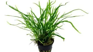 Planta acvariu Microsorum Pteropus Trident Tropica