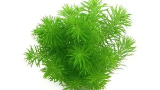 Planta acvariu Pogostemon deccanensis Erectus Tropica