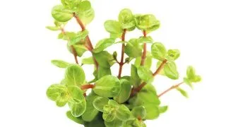 Planta acvariu Rotala Rotundifolia Orange Juice Stoffels