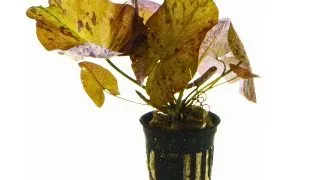 Planta acvariu Nymphaea Lotus Zenkeri Red Stoffels