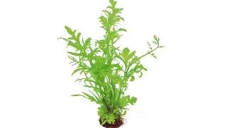 Planta acvariu Stoffels Ceratopteris cornuta