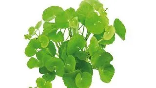 Hydrocotyle leucocephala XXL