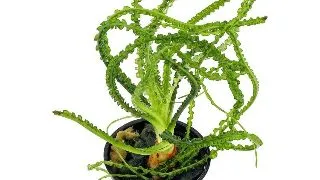 Planta acvariu Crinum calamistratum Stoffels