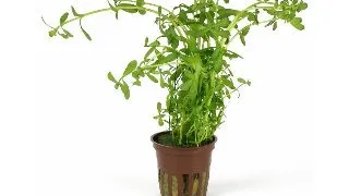 Planta acvariu Bacopa monnieri Stoffels