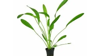 Planta acvariu Echinodorus uruguayensis Stoffels