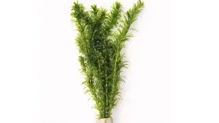 Dennerle Egeria Densa