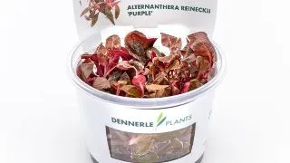 Dennerle Alternanthera reineckii Lila (purpurea) In-Vitro