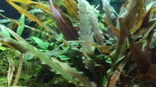 Planta acvariu Cryptocoryne Undulatus 'Broad Leaf' in vitro Tropica