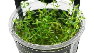 Planta acvariu Stoffels Ludwigia Arcuata in vitro