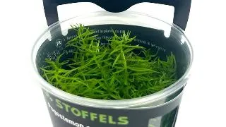 Planta acvariu Pogostemon Erectus in vitro Stoffels