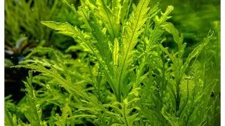 Planta acvariu Hygrophila odora in vitro Tropica