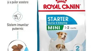 Royal Canin Mini Starter Mother Babydog, mama si puiul, hrana uscata caine, 4 kg