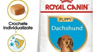 Royal Canin Dachshund Puppy hrana uscata caine junior Teckel, 1.5 kg
