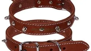Zgarda pentru caini din piele cu tepi 2.5x53cm