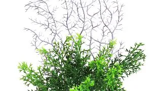 Sydeco Planta Coral Fern 19 cm 380437